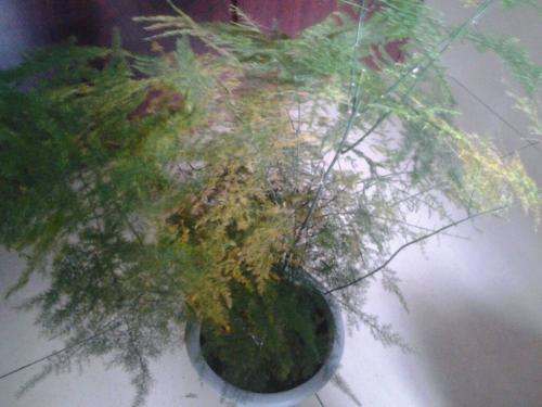 文竹有哪些养殖方法和注意事项?文竹叶子发黄怎么办挽救方法图解