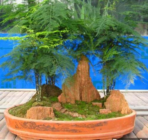 文竹有哪些养殖方法和注意事项?文竹叶子发黄怎么办挽救方法图解