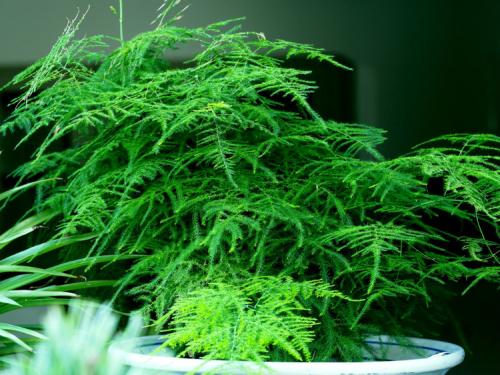 文竹有哪些养殖方法和注意事项?文竹叶子发黄怎么办挽救方法图解