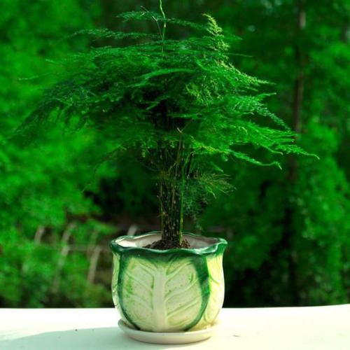 文竹有哪些养殖方法和注意事项?文竹叶子发黄怎么办挽救方法图解