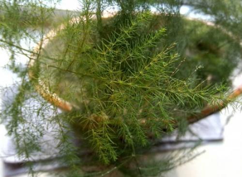 文竹有哪些养殖方法和注意事项?文竹叶子发黄怎么办挽救方法图解