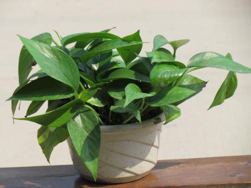 ���ܵĹ�Ч������ֳ������ע������,����Ҷ�ӷ���ͼƬ��ʲôԭ��