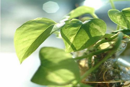 ���ܵĹ�Ч������ֳ������ע������,����Ҷ�ӷ���ͼƬ��ʲôԭ��