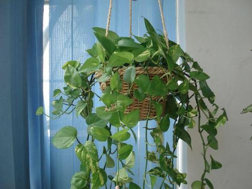 ���ܵĹ�Ч������ֳ������ע������,����Ҷ�ӷ���ͼƬ��ʲôԭ��