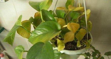 ���ܵĹ�Ч������ֳ������ע������,����Ҷ�ӷ���ͼƬ��ʲôԭ��