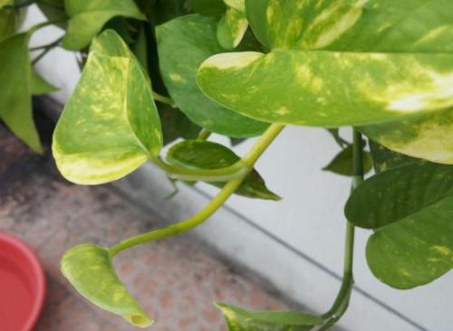 ���ܵĹ�Ч������ֳ������ע������,����Ҷ�ӷ���ͼƬ��ʲôԭ��