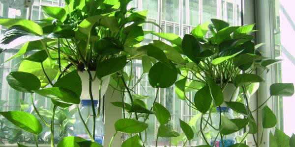 ���ܵĹ�Ч������ֳ������ע������,����Ҷ�ӷ���ͼƬ��ʲôԭ��