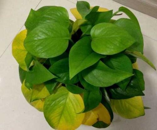 ���ܵĹ�Ч������ֳ������ע������,����Ҷ�ӷ���ͼƬ��ʲôԭ��