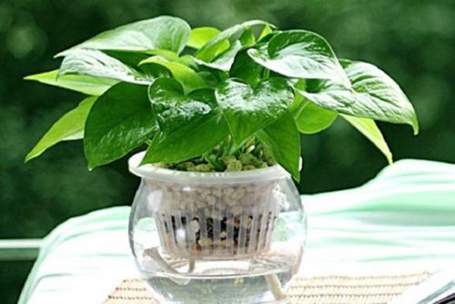 ���ܵĹ�Ч������ֳ������ע������,����Ҷ�ӷ���ͼƬ��ʲôԭ��