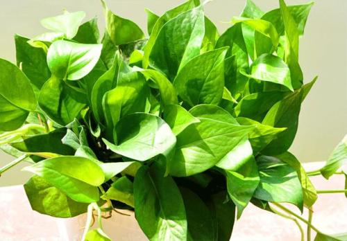 ���ܵĹ�Ч������ֳ������ע������,����Ҷ�ӷ���ͼƬ��ʲôԭ��