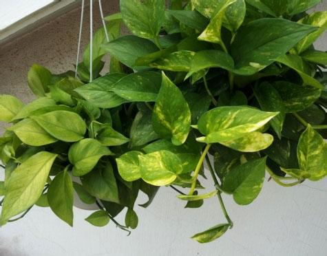 ���ܵĹ�Ч������ֳ������ע������,����Ҷ�ӷ���ͼƬ��ʲôԭ��