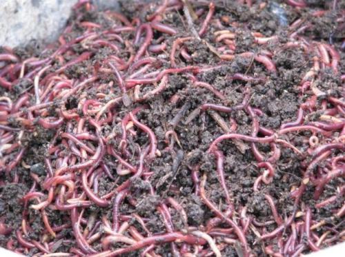 蚯蚓养殖技术视频市场前景如何?养殖蚯蚓一亩利润多少国家补贴吗