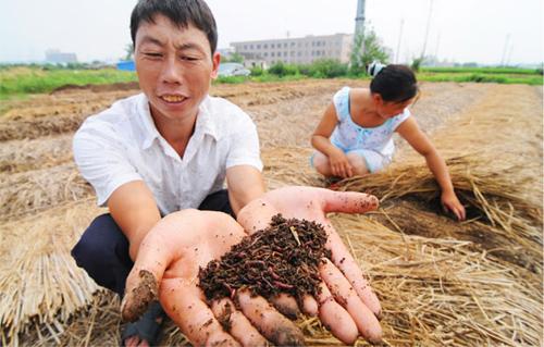 蚯蚓养殖技术视频市场前景如何?养殖蚯蚓一亩利润多少国家补贴吗