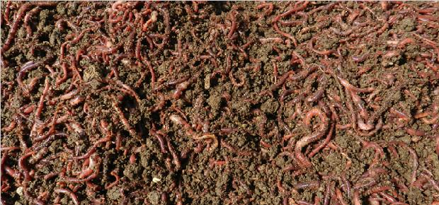 蚯蚓养殖技术视频市场前景如何?养殖蚯蚓一亩利润多少国家补贴吗