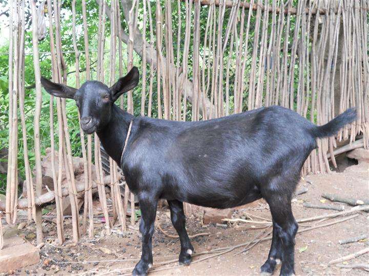 乌骨羊养殖技术方法和注意事项效益前景分析 乌骨羊养殖骗局揭秘