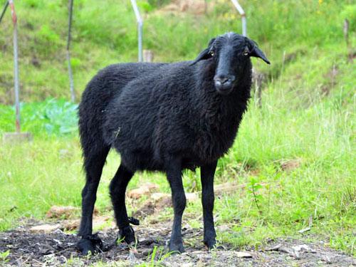 乌骨羊养殖技术方法和注意事项效益前景分析 乌骨羊养殖骗局揭秘