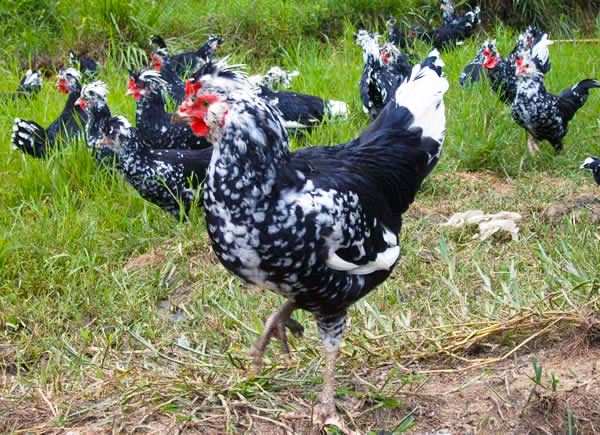 贵妃鸡养殖技术方法视频成本及利润前景 2017贵妃鸡多少钱一斤?