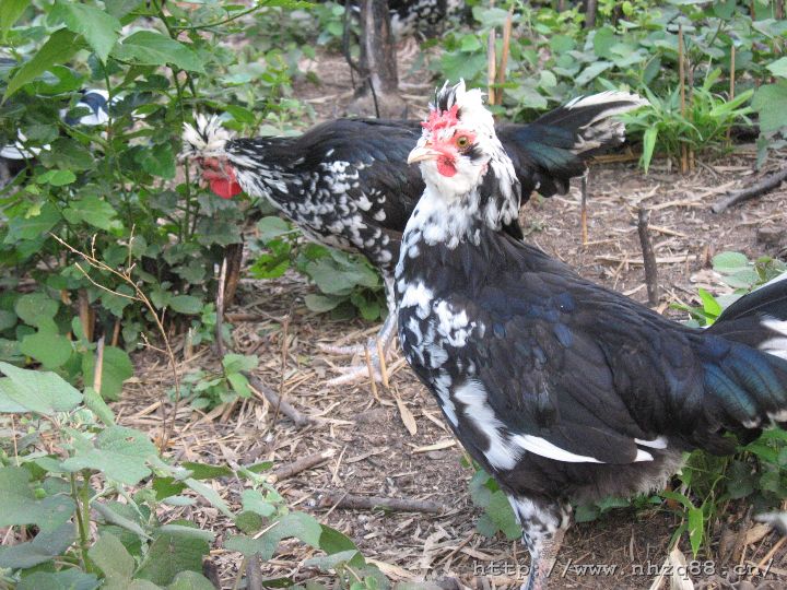 ��������ֳ����������Ƶ�ɱ�������ǰ�� 2017����������Ǯһ�