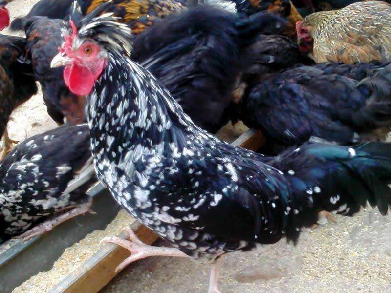 ��������ֳ����������Ƶ�ɱ�������ǰ�� 2017����������Ǯһ�