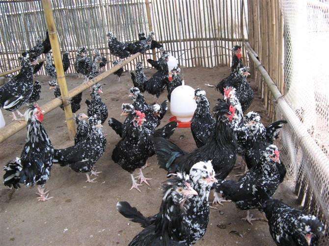 ֳƵɱǰ 2017Ǯһ