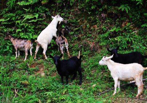 ҰɽֳؼƵ ҰɽǱǮһ