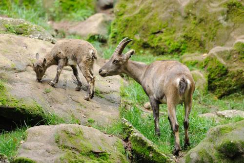 野山羊养殖基地技术视频及交配 野山羊是保护动物吗多少钱一斤?
