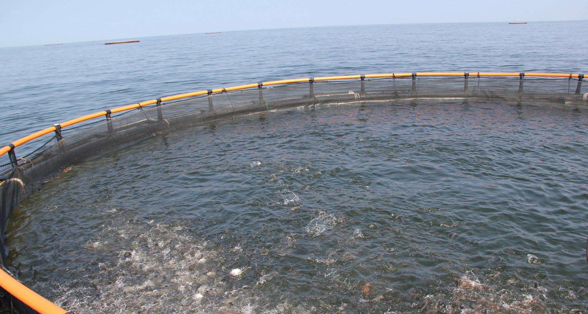 ֳƵܶ䷽ɱ 2017г۸