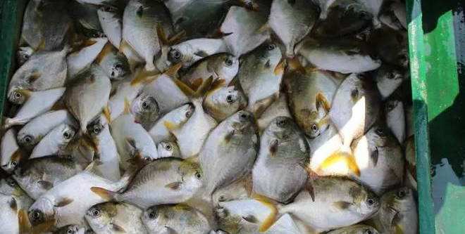 ֳƵܶ䷽ɱ 2017г۸