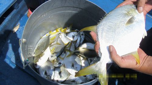 金鲳鱼养殖技术条件视频密度饲料配方成本 2017年金鲳鱼市场价格