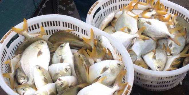 ֳƵܶ䷽ɱ 2017г۸