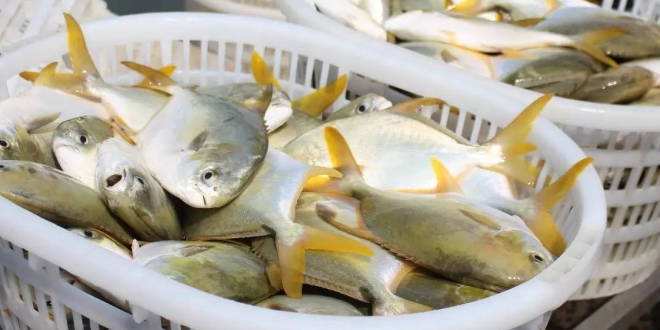 ֳƵܶ䷽ɱ 2017г۸