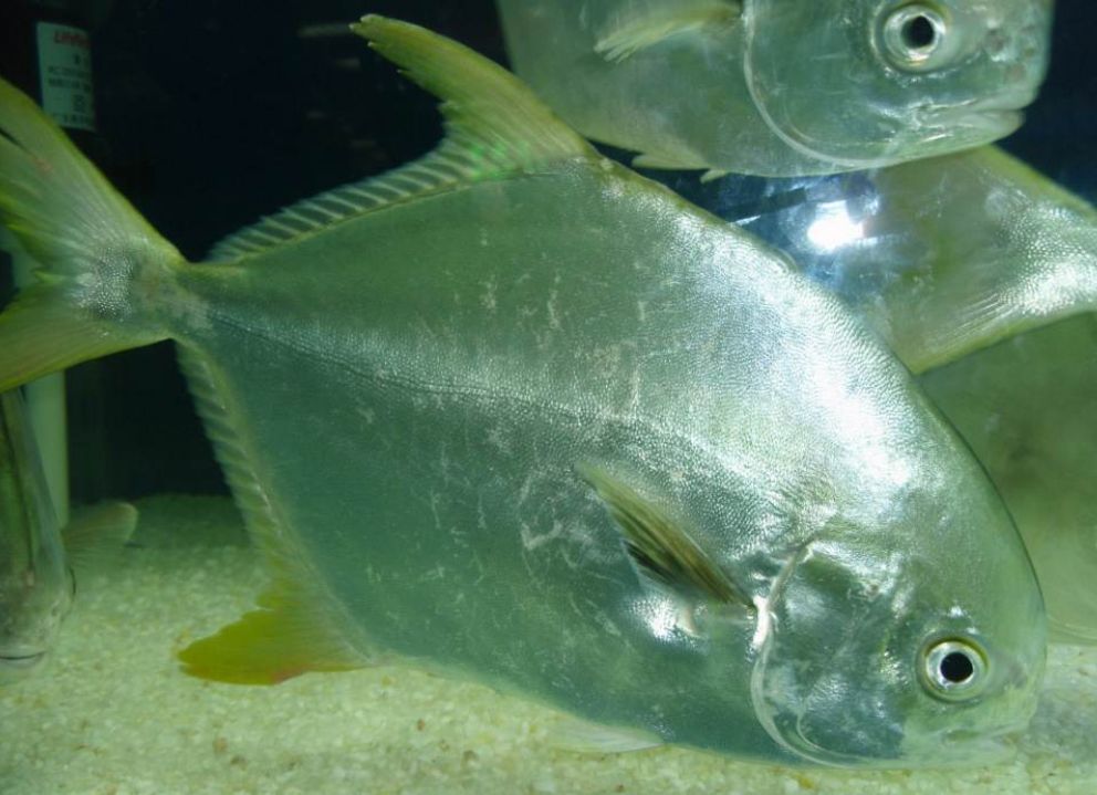 金鲳鱼养殖技术条件视频密度饲料配方成本 2017年金鲳鱼市场价格