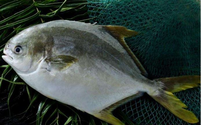 ֳƵܶ䷽ɱ 2017г۸