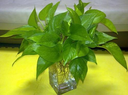 绿萝几天浇一次水可以放在卧室里养吗?绿萝怎么移植到水里面图解