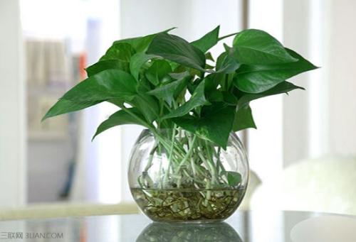 绿萝几天浇一次水可以放在卧室里养吗?绿萝怎么移植到水里面图解