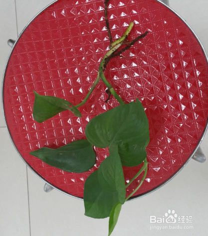 绿萝几天浇一次水可以放在卧室里养吗?绿萝怎么移植到水里面图解