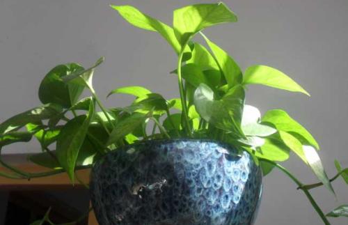 绿萝几天浇一次水可以放在卧室里养吗?绿萝怎么移植到水里面图解