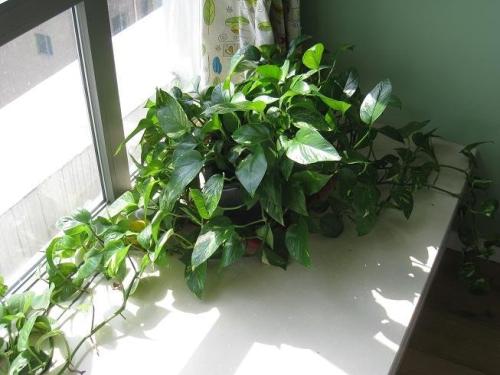 绿萝几天浇一次水可以放在卧室里养吗?绿萝怎么移植到水里面图解