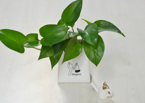 绿萝几天浇一次水可以放在卧室里养吗?绿萝怎么移植到水里面图解