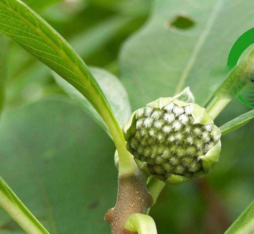 绿萝花的功效与作用哪种人不能喝?喝绿萝花有什么禁忌有副作用吗