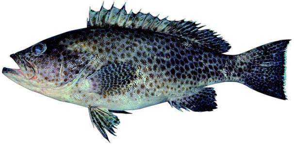 石斑鱼如何人工养殖技术视频利润成本,石斑鱼营养价值多少钱一斤