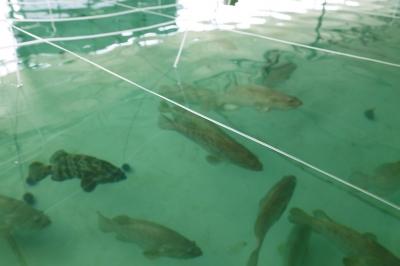 石斑鱼如何人工养殖技术视频利润成本,石斑鱼营养价值多少钱一斤