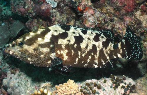 石斑鱼如何人工养殖技术视频利润成本,石斑鱼营养价值多少钱一斤