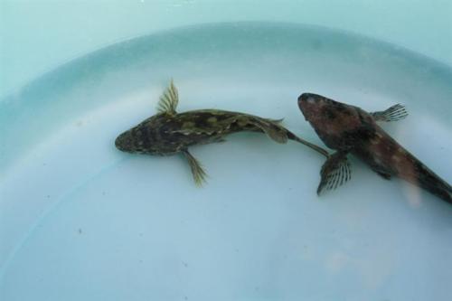 石斑鱼如何人工养殖技术视频利润成本,石斑鱼营养价值多少钱一斤