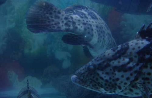 石斑鱼如何人工养殖技术视频利润成本,石斑鱼营养价值多少钱一斤