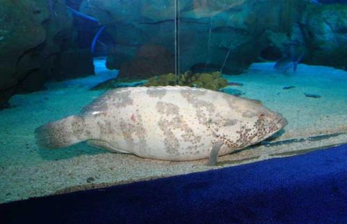 石斑鱼如何人工养殖技术视频利润成本,石斑鱼营养价值多少钱一斤