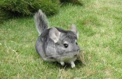 毛丝鼠养殖技术资料大全视频能赚钱吗 毛丝鼠养殖前景成本与利润