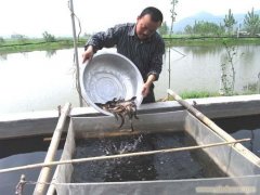 黄鳝养殖水泥池的建造真实图片,养殖黄鳝需要哪些设备投资多少钱