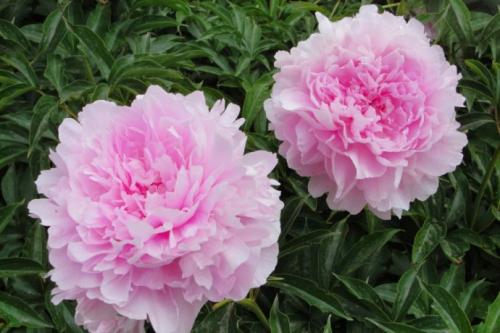 芍药种植方法及管理注意事项,为什么家里不能种芍药风水禁忌传说