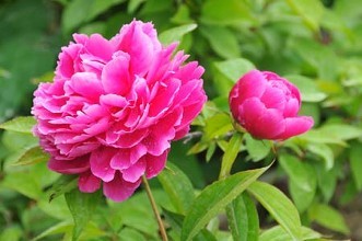 芍药种植方法及管理注意事项,为什么家里不能种芍药风水禁忌传说